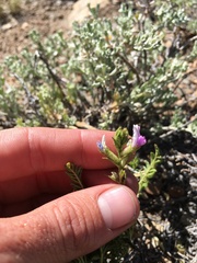 Oxytropis borealis viscida