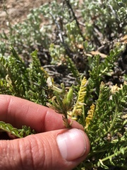 Oxytropis borealis viscida