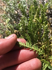 Oxytropis borealis viscida