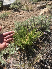Oxytropis borealis viscida