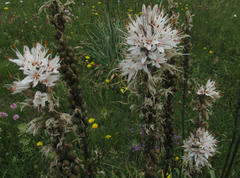 Asphodelus albus