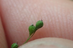 Kellochloa verrucosa