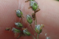 Anthenantia rufa