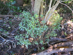 Haloragis erecta erecta