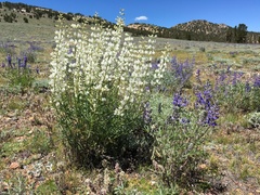 Lupinus arbustus