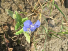 Commelina forskaolii