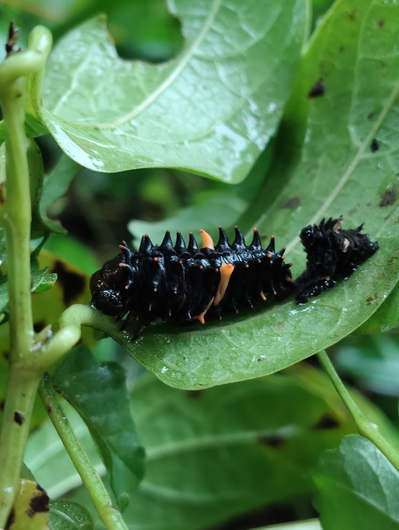Sahyadri Birdwing