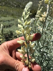 Lupinus padre-crowleyi