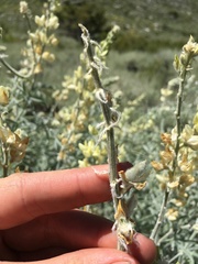 Lupinus padre-crowleyi