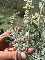 Lupinus padre-crowleyi