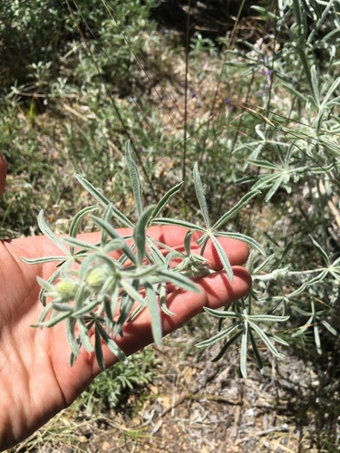 Image of Lupinus padre by (c) Martin Purdy, some rights reserved (CC BY)