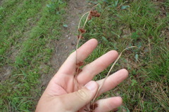 Rhynchospora glomerata