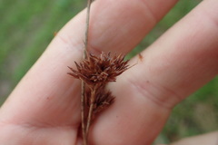 Rhynchospora glomerata