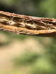Dryocosmus asymmetricus