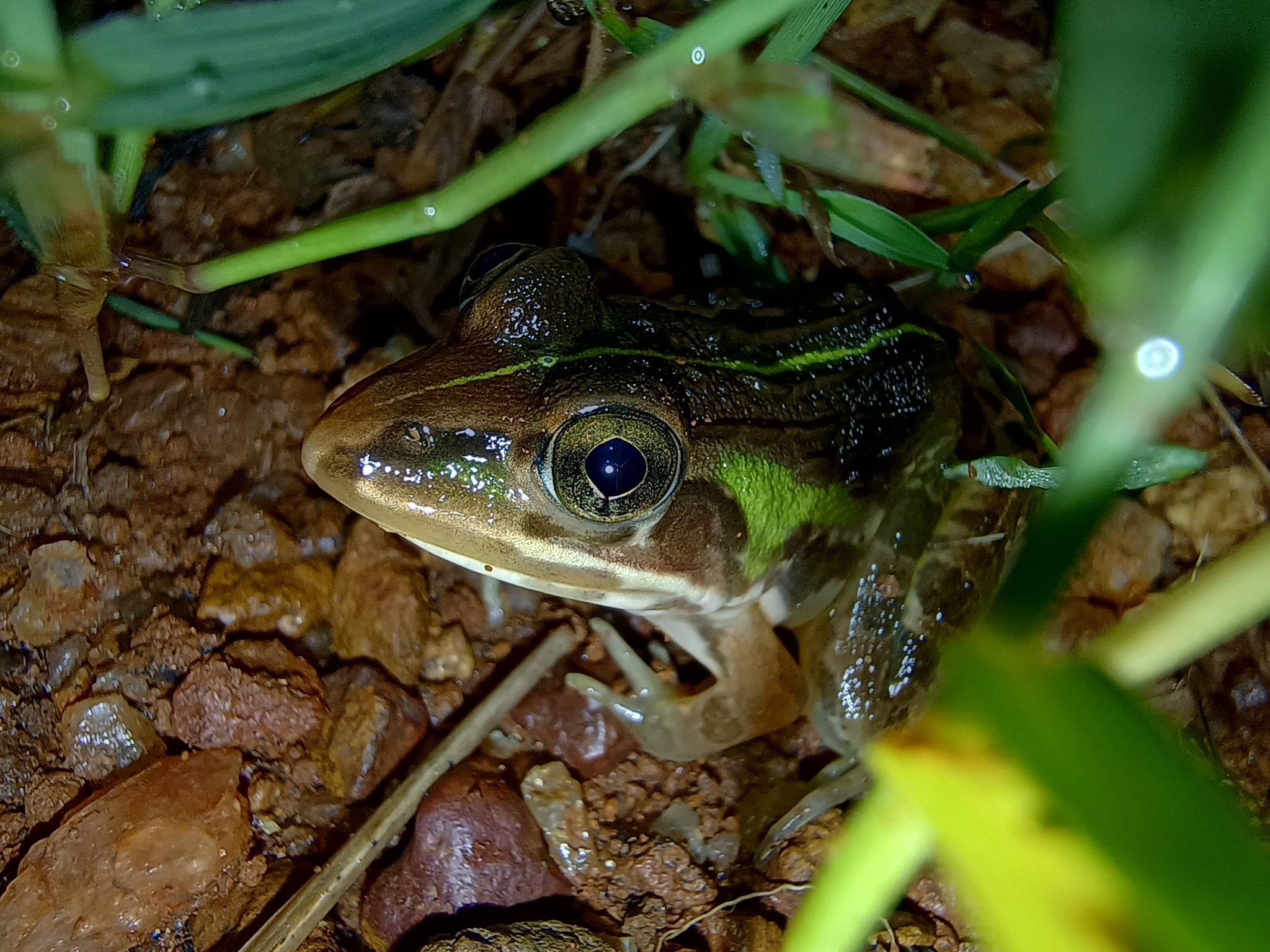 Indian Bull Frog