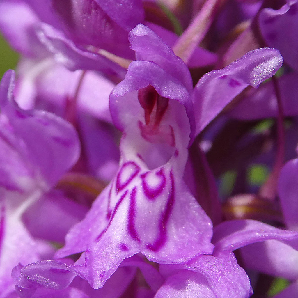 Dactylorhiza × braunii (Halácsy) Borsos & Soó