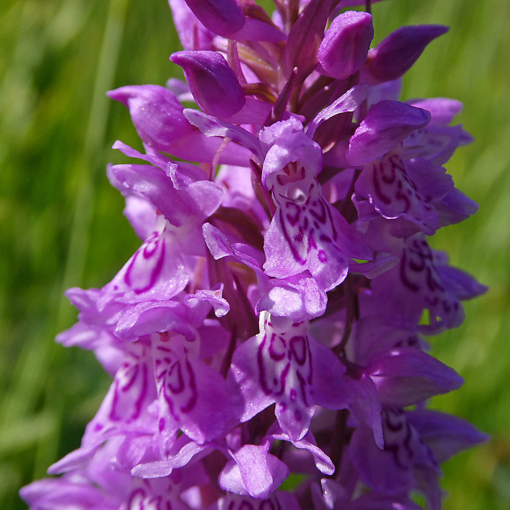 Dactylorhiza × braunii (Halácsy) Borsos & Soó 2