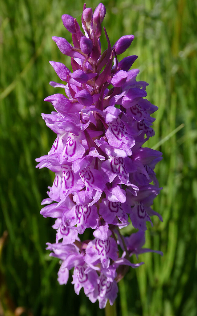 Dactylorhiza × braunii (Halácsy) Borsos & Soó 3