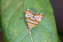 Choreutis periploca