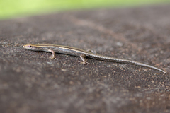 Cryptoblepharus virgatus