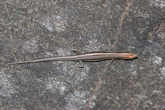 Cryptoblepharus virgatus