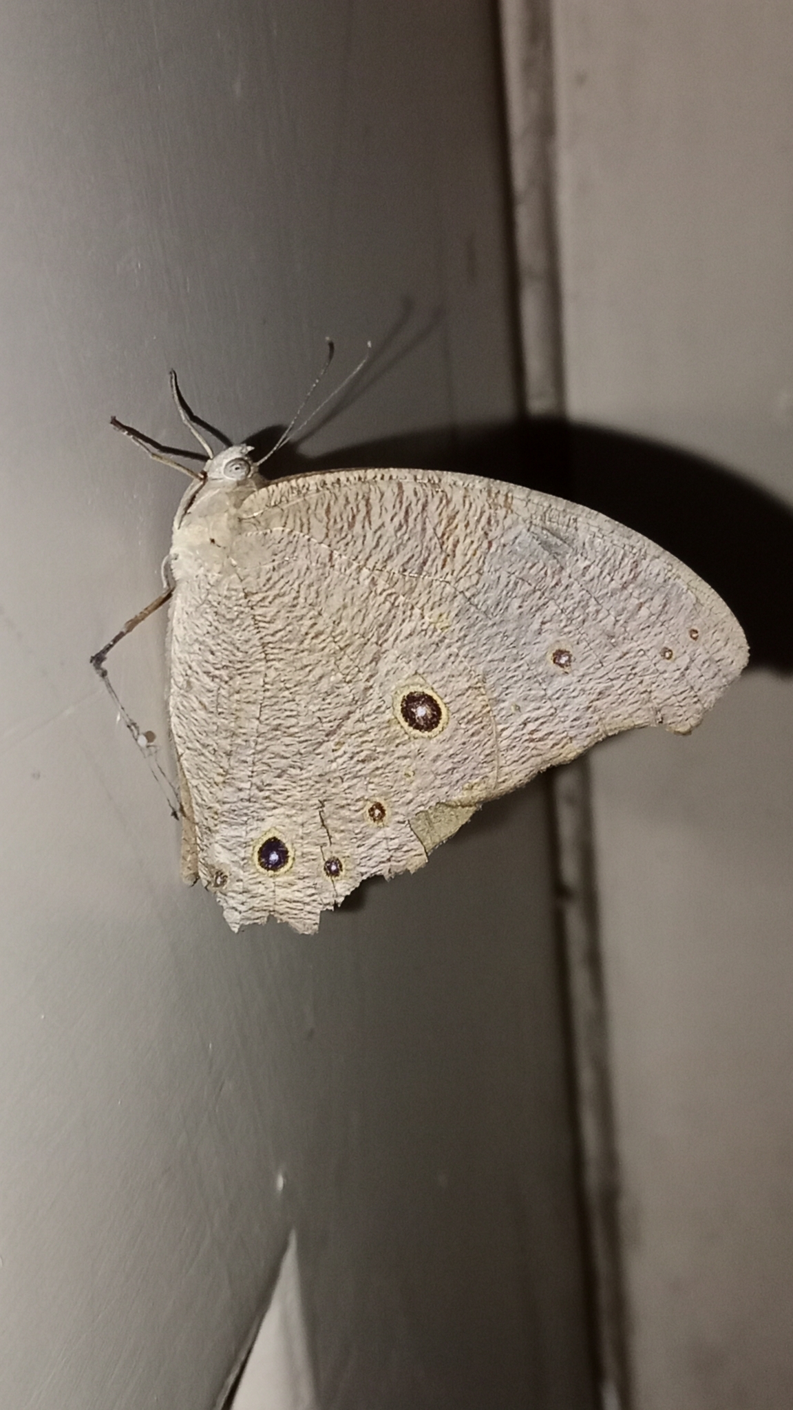 Common Evening Brown