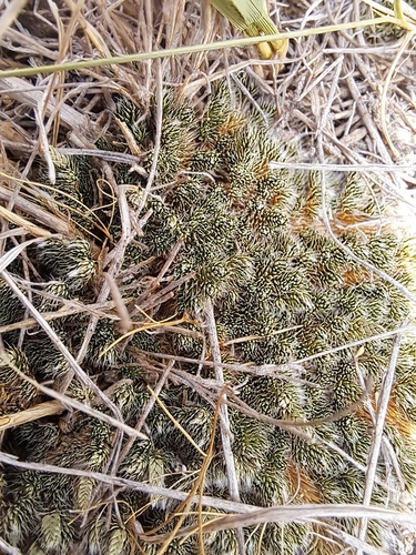 dense spikemoss