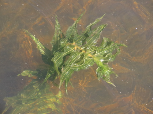 Richardson's pondweed (Potamogeton richardsonii)