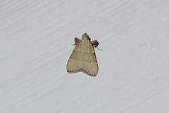 Basacallis tarachodes