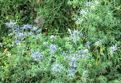 Eryngium bourgatii