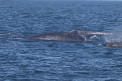 Berardius bairdii