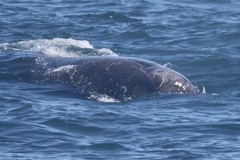 Berardius bairdii
