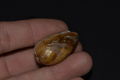 Musculus impactus