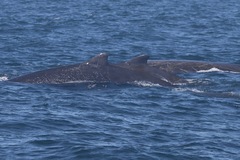 Berardius bairdii