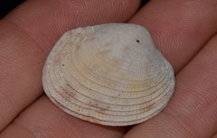 Antigona persimilis