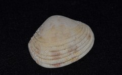 Antigona persimilis