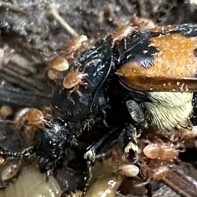 Poecilochirus necrophori Vitzthum, 1930