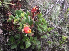 Echeveria quitensis