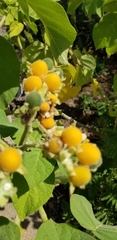 Solanum abutiloides