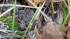 Alopecosa inquilina