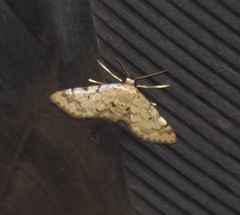 Idaea pervertipennis
