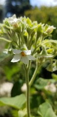 Solanum abutiloides