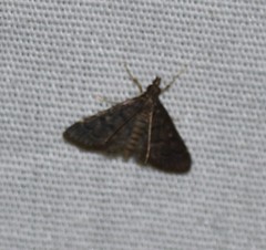 Steniodes declivalis