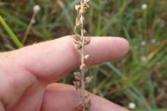 Aletris aurea