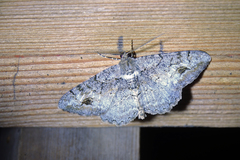 Alcis deversata
