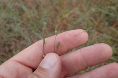 Kellochloa brachyantha