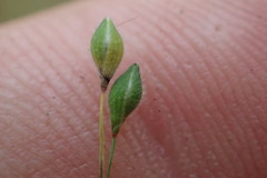 Kellochloa brachyantha