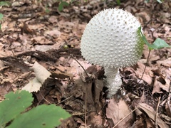 Amanita virgineoides