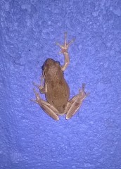 Hyla euphorbiacea