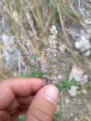 Agastache wrightii